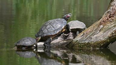 池塘滑块又名<strong>红</strong>色的有耳的水龟海龟Trachemys只有文字线虫